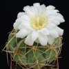 Gymnocalycium_multiflorum